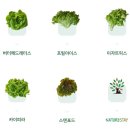팜네이처스 | 이천] 내돈내산 친환경 무농약인증 유러피안 샐러드 채소 직접 재배하는 스마트팜 네이쳐스테이 후기
