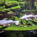 화지8리 이미지