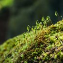 그린꽃식물원 이미지