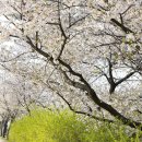 2015 인천대공원 벚꽃축제 떠나요! [준비사항] 이미지