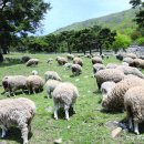 양떼목장 이미지