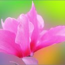 샤론의꽃 이미지