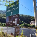 완도 정자리 황칠나무 이미지