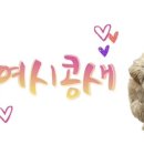 쉬었다가개 이미지