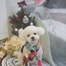 빠몽(PAWMONG) 이미지