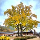 운문령 | 청도 운문사 단풍 여행 후기450년 은행나무 단풍 황금빛 가을 절경 (11월 7~9일 한정 개방)