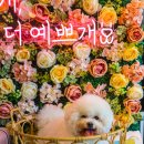 양평애견호텔 이미지