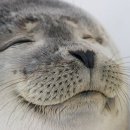 됨