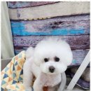 퍼피키티 이미지