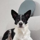 강아지톡 | 강아지눈물영양제 강아지눈충혈 관리 하울릭 퓨어톡 강아지인공눈물 후기