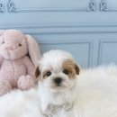 부산강아지분양 퍼피몰리 | 부산강아지분양 어디서? 직접 다녀온 퍼피몰리 후기!