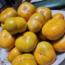 강진-46 | 강진단감, 초록믿음에서 만나는 가을의 달콤함