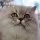 구름동물병원 | 양천구 신정동 동물병원 구름동물병원 위치 오는길 후기