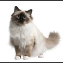 닥터멍동물병원 이미지