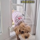 요기멍냥 | 🐾 [반려동물 추천템] 우리 아이 관절 건강과 안전을 위한 꿀템 3가지 리뷰 정리!