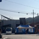 은행나무길(문화재단앞) | [경기 여주] 2025 여주시 강천섬 힐링문화축제 은행나무길 가을여행지 추천