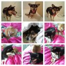 자유로 동물병원 이미지