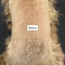 댕그루루 이미지