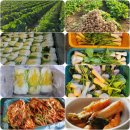 증평 알타리.쪽파.절임배추.김치 예약 주문 받습니다. 이미지