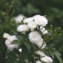 꽃 송이가 작은 흰 장미 꽃 이름 좀 알려 주세요. 이미지