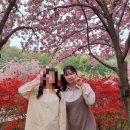 꽃동산분식 이미지