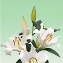 그린종묘농약사 이미지