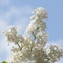 수수꽃다리 이미지