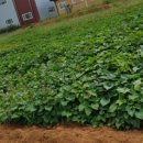 포승농장 이미지