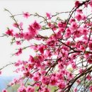 🌸 봄꽃 🌸 이미지