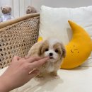 엘린퍼피 이미지