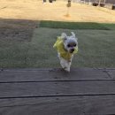 차차농장 | 시흥애견운동장 호두네 아지트 다녀왔어요