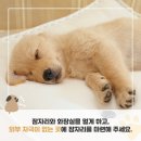 꿀잠 이미지