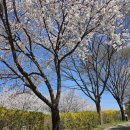 [일원1] 반려견 셀프 미용 | 강아지 셀프미용 럽마이펫 프로시즌3 내돈내산 이중모 강아지 후기