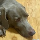 멍냥동물병원 이미지