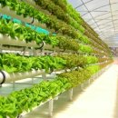 현대야채 이미지