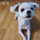 아이퍼피 이미지