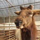 양지흑염소 이미지