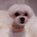 이누펫살롱 이미지