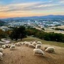 순수목장 이미지