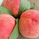 산골복숭아농장 | 6시내고향 영덕복숭아 주문처 정보