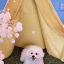 땡큐펜션 이미지