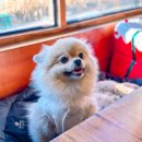 연천회관 | 전곡 카페 연천회관 고인돌 빵 애견동반