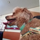 수원종합동물병원 이미지