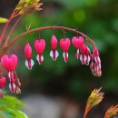 금낭화(錦囊花 Bleeding Heart) 이미지