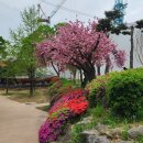 월곡공원 | 4월 대구의 봄 겹벚꽃 _ 월곡 역사공원 낮과 밤 산책