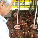 산마을 양계장 이미지