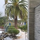 제주에산다면 | 제주도 아이랑 : 제주도 2주살이 / 야자나무와 눈 몇일 안 남은 제주여행