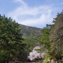 장산천 Daum카페