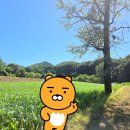 덕우리 | 원빈 이나영 결혼식 장소 덕우리 청보리밭 다녀온 후기