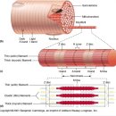 Changes in sarcomere length and physiological properties in immobilized muscle. 1977의 기념비적 논문 꼭 전문 번역해야 이미지